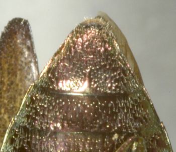 Media type: image;   Entomology 2691 Aspect: anal sclerite